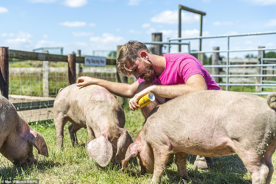 Joel Orman sprays SPF 50 sunscreen on British Lop pigs at the Royal Welsh Show to ensure their sensitive skin is protected