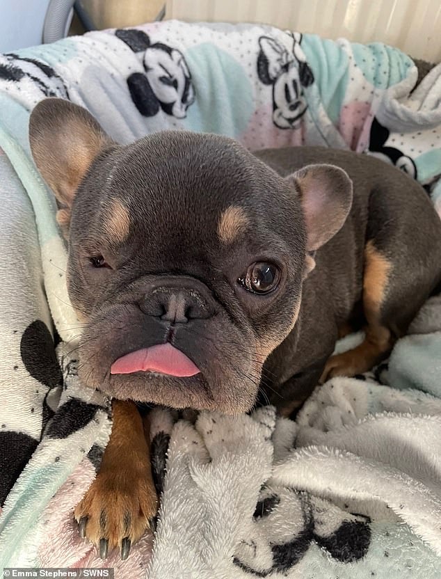 When Milo was around two to three weeks old, owner Emma Stephens noticed that his left eye was bulging and after taking him to the vets she found out he had a severe eye infection