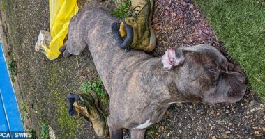WARNING: Some readers may find these photographs upsetting. Pictures show the body of an XL bully after being subjected to shocking abuse
