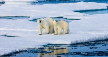 Alaska polar bear becomes first to die from bird flu