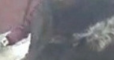 In one terrifying incident on a bus in Croydon, a thug pushed an 85-year-old man to the ground before stealing his wallet and running off