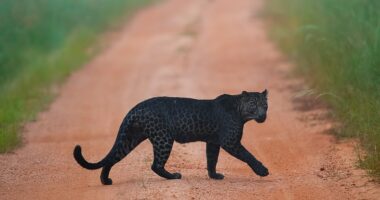 The black leopard crosses a dusty road at Tadoba-Andhari Tiger Reserve, Maharashtra, in western India