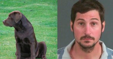 Judge Slams Murder Suspect Caught by Pet Dog Hiding in Backyard of Unsuspecting Family’s Home
