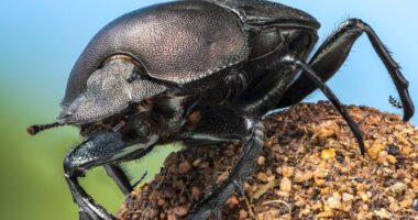 National Geographic’s A Real Bug’s Life Reintroduces Us To A Micro World