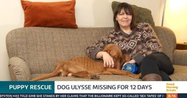 Ulysse went missing on 20 December during a walk, in Houghton Conquest, Bedfordshire, and his owner Sam Boyle never gave up home in finding him