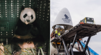Panda cub Le Le touches down safely in China, spent flight chomping on bamboo - Mothership.SG