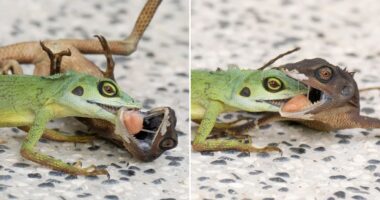 Photographer captures dramatic shots of 2 Green crested lizards tangled in fight at Sungei Buloh - Mothership.SG