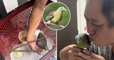 S'porean GrabFood delivery rider rescues colourful pigeon stranded on busy road, names it 'ChanChan' - Mothership.SG