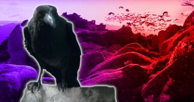 The Crebain in The Lord of the Rings, Explained