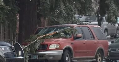 Multiple people are dead after being electrocuted by a live power line that fell - along with a branch - in Northeast Portland Wednesday morning. Police believe the group -which included one teen, one toddler, and two adults - exited the car after becoming scared by the branch