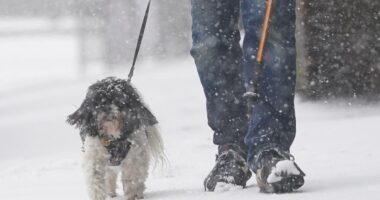 UK weather: More snow forecast as freezing cold snap triggers amber health alert- live