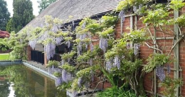 The plant, known for its eye-catching, vibrant purple blooms, covered a wall of RHS Wisley's Water Lily Pavilion (pictured) and was one of their main attractions for decades