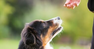 Burns Nutrition Manager, Laura Crotch Harvey, has warned owners to stay clear of junk food stating even a small amount of toxic human food could be 'fatal' for your four-legged friend (stock image)