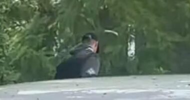 Footage captured Beau Lamarre-Condon, 28, wearing a dark coloured hoodie and cap as he arrived at his relative's home in Grays Point, in Sydney's Sutherland Shire, on Friday morning before handing himself into police