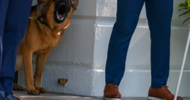 Biden gives away his dog Commander after series of attacks on Secret Service agents at White House