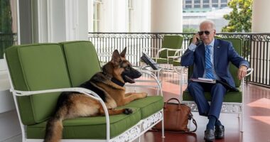 President Biden's beloved German shepherd Commander bit Secret Service agents in at least 24 incidents, new documents reveal