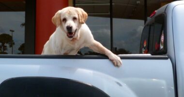 Colorado Democrat Lawmaker Introduces Bill To Establish Tax On All ‘Pet Animals’