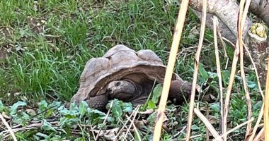 One of the latest tortoise bodies found in Ashclyst Forest in Devon. Police are quizzing a man in his 50s after a total of nine toirtoise bodies were recovered from the area
