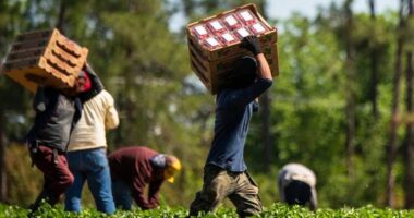 Foreign-Born Workers Surged Under Biden, Account for 1/5th of Labor Force & Still Growing.