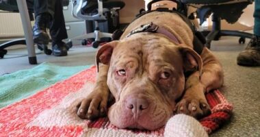 The Scottish Government announced in January it would be replicate legislation in England and Wales which outlawed the the breeding, selling or abandonment of  Xl Bullys