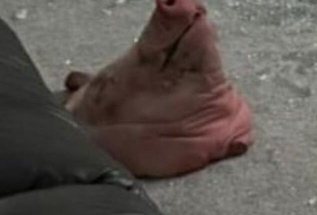 The large severed pig head can be seen on the carpet of the Muslim's family home