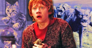 How Do Witches and Wizards Become an Animagi in Harry Potter?