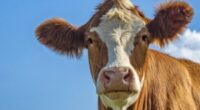 How Freeze-Dried Meat Stays Fresh and Nutritious for 25 Years
