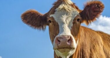 How Freeze-Dried Meat Stays Fresh and Nutritious for 25 Years