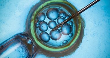 136 women may have lost their chance to become biological parents with an NHS fertility clinic warning their frozen eggs and embryos may not survive the thawing process due to a fault (stock image)