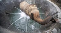 One beneficiary of the giant jet pool is Phoolkali, who looks at peace with the world as she is soothed by cooling water