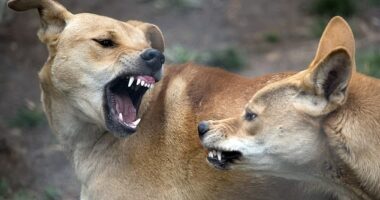 There were two separate dingo attacks on the popular K'Gari on Saturday. Both visitors to the island were in tour groups