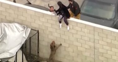 Man mauled to death by his own pitbull dogs (photos)