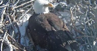 Man to Plead Guilty to Eagle "Killing Spree" – HotAir
