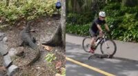 Monitor lizard run over by bicycle at Gardens by the Bay, cyclists urged to slow down & be mindful of wildlife - Mothership.SG