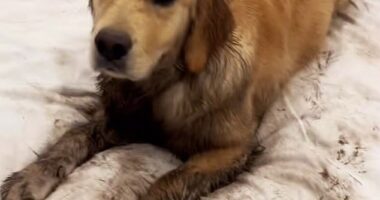 Hayley Richey, from South Brighton, Adelaide, came home to find her sofa destroyed and her living room covered in mud by her Golden Retriever, Remi