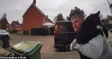 Pictured: Plumber Scott Mckindry, 47, seen desperately trying to get a cat he thought belonged to his client back into her home