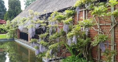 The plant, known for its eye-catching, vibrant purple blooms, covered a wall of RHS Wisley's Water Lily Pavilion (pictured) and was one of their main attractions for decades