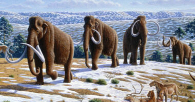 Scientists Resurrecting The Woolly Mammoth Are Crazy, Not 'Cool'
