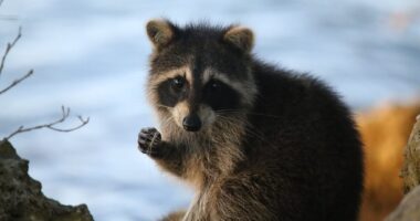 Significant Toronto Power Outage Blamed On Raccoon, Thousands Impacted