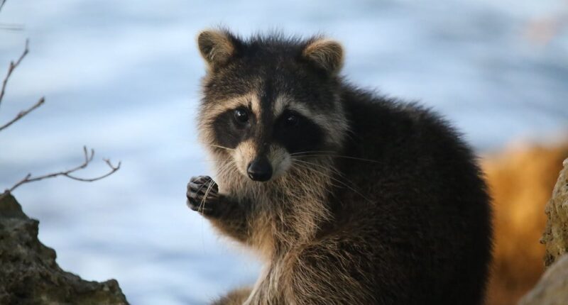 Significant Toronto Power Outage Blamed On Raccoon, Thousands Impacted