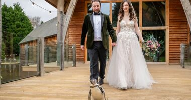 Pringle the Humboldt waddled down the aisle and made a surprise entrance during Jen and Tom Loveland's big day in Bridgnorth, Shropshire