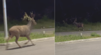 S’pore woman films sambar stag galloping up close, implores public to be careful with wildlife - Mothership.SG