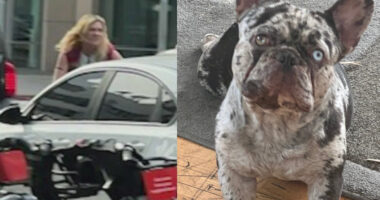 Suspect in Viral Dognapping Arrested; French Bulldog Still Missing