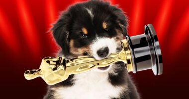 The Academy Once Nominated a Dog for a Screenplay Oscar
