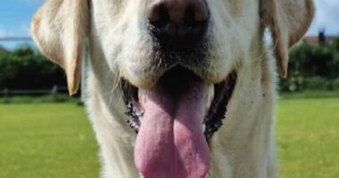PD April completed a six-week rigorous training programme to become part of the sexual crime search team