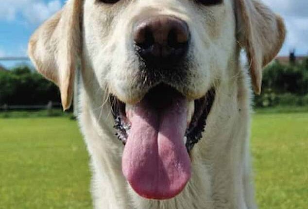 PD April completed a six-week rigorous training programme to become part of the sexual crime search team