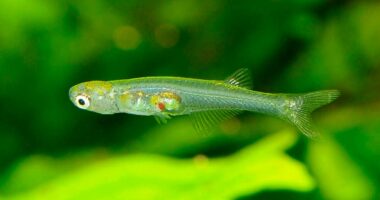 Tiny newly-discovered fish can make sounds as loud as pneumatic drill