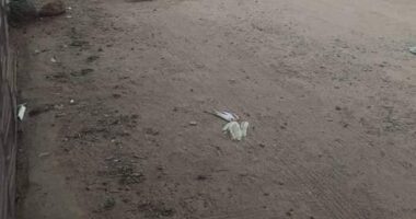 Zimbabwean woman stabs her husband