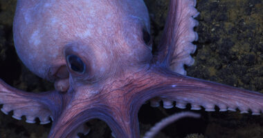 5 Exciting New Shows to Stream Including Taylor Swift’s Latest Album (April 22-28)