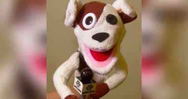 AI is like the late 1990s internet boom. Here’s how to avoid AI’s Pets.com and find the winners